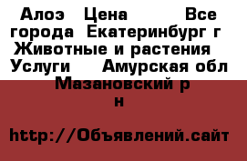 Алоэ › Цена ­ 150 - Все города, Екатеринбург г. Животные и растения » Услуги   . Амурская обл.,Мазановский р-н